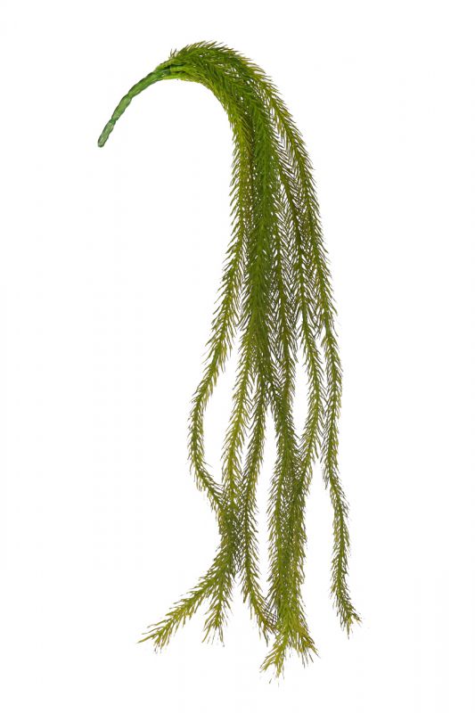 Planta colgante sedum 60cm alt