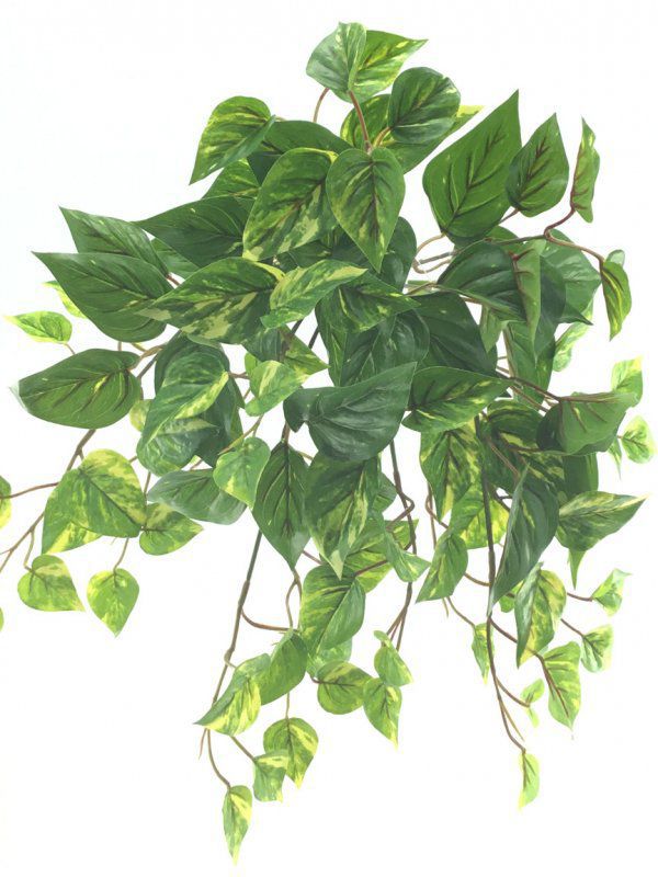 Planta colgante pothos uv altura 55cm bicolor