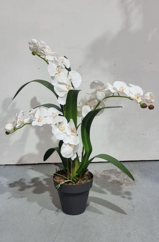 Planta de 3 orquídeas blancas 70cm x 60cm