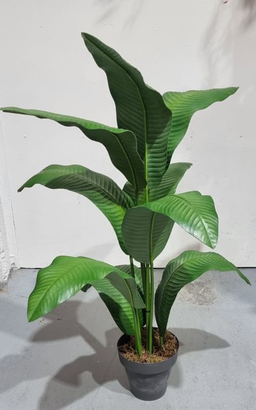 Planta Strelizia 100cm x 65cm