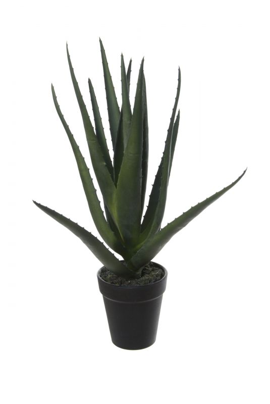 Aloe vera en maceta 35cm color verde