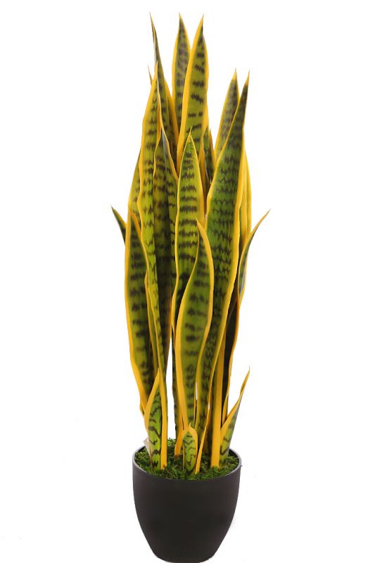 Sansevieria cactus con maceta