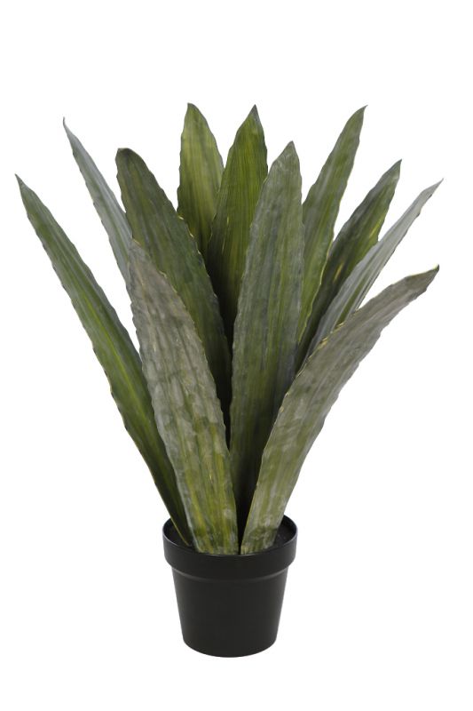 Cactus agave con maceta 67cm. ancho 50cm. maceta: 14,5 cm ø 17cm