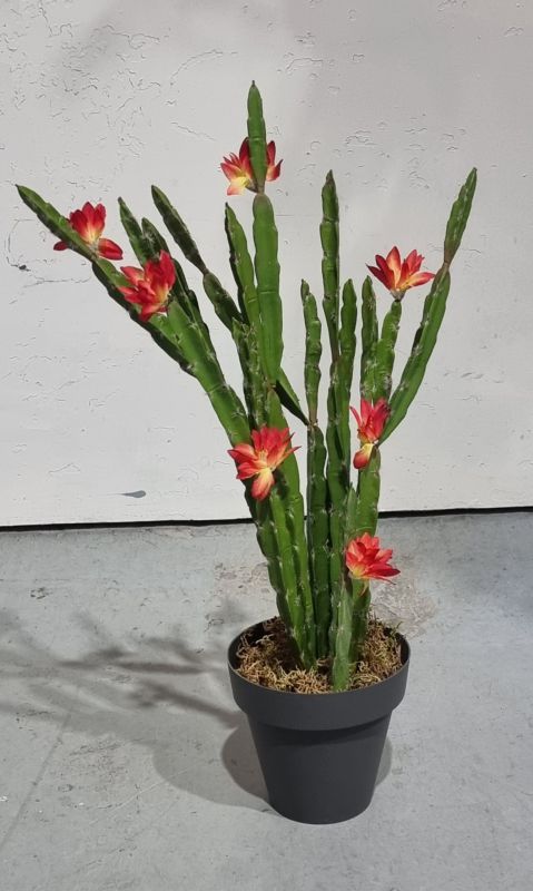 Planta cactus con flores 53cm x 30cm