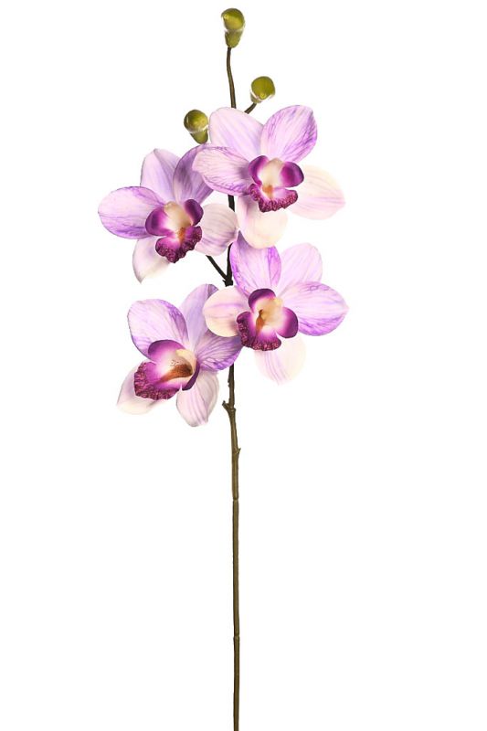 Vara orquidea cymbidium 60 cm
