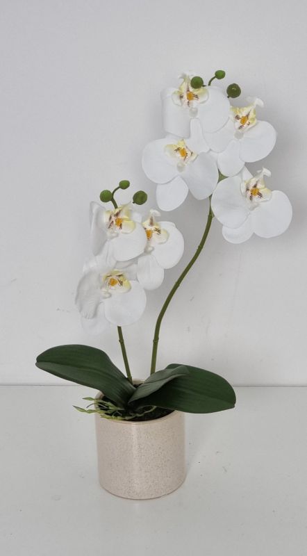 Orquidea blanca en maceta de cerámica blanca. tiene 2 varas de orquid