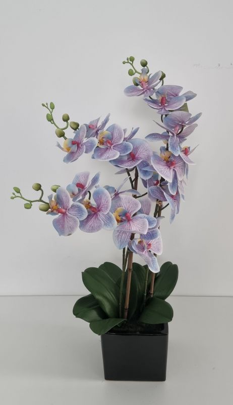 Orquidea azul lilaceo en maceta de cerámica negra.  tiene 3 varas de 