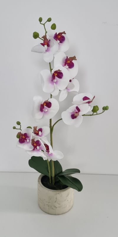 Orquidea fucsia y blanca en maceta de cerámica blanca.  tiene 3 varas