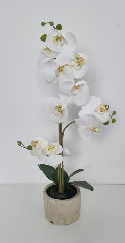 Orquidea blanca en maceta de cerámica blanca.  tiene 3 varas de orqui