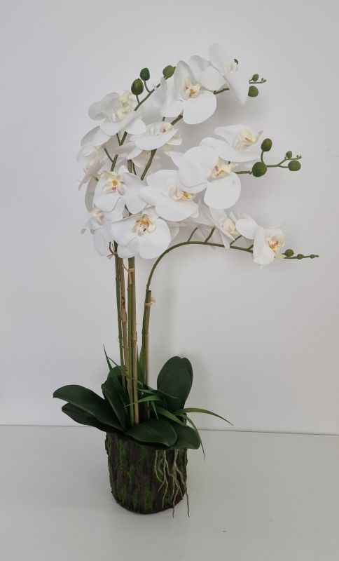 Orquidea blanca en maceta de corcho con musgo por fuera.  tiene 4 vara