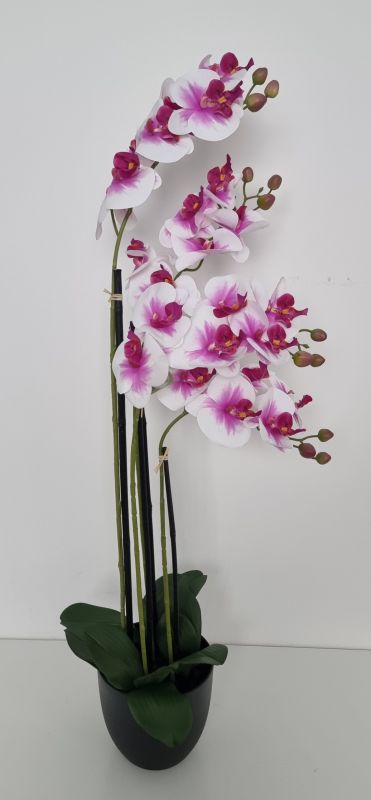 Orquidea fucsia y blanca en maceta de plastico.  tiene 4 varas de orqu