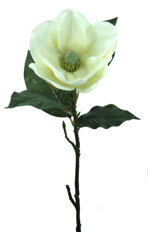 Vara de magnolia color blanco