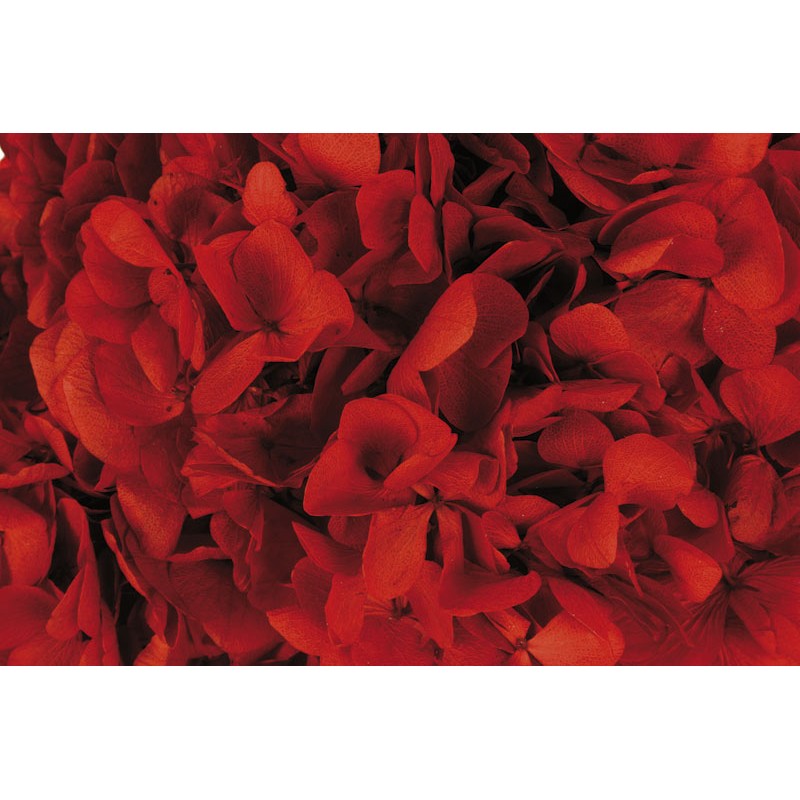 Hortensia preservada rojo 