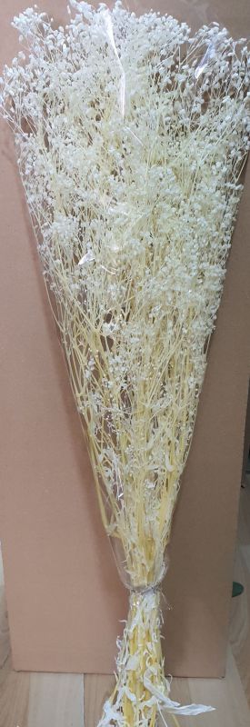 Gypsophila paniculata preservada alt 60cm blanca