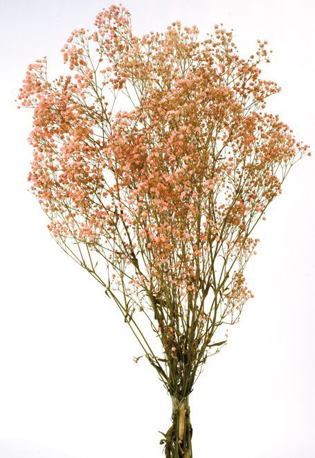 Gypsophila paniculata preservada alt 60cm marron