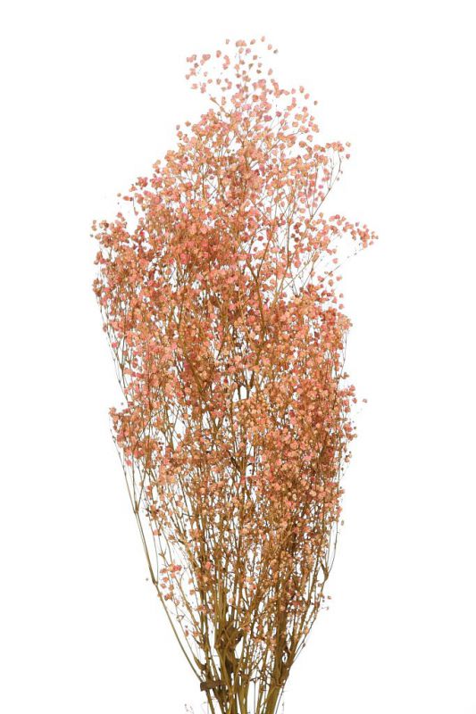 Gypsophila paniculata preservada alt 60cm rosa