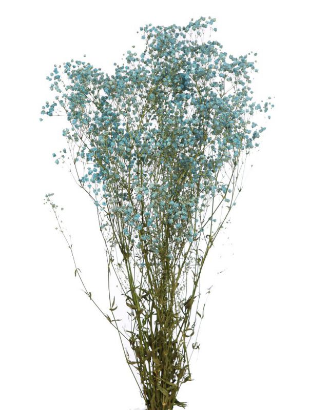 Gypsophila paniculata preservada alt 60cm azul