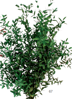 Pomo eucalipto parvifoilia