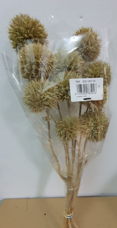 Echinops 5/8 x 55 cms, 10 pcs COLOR NATURAL