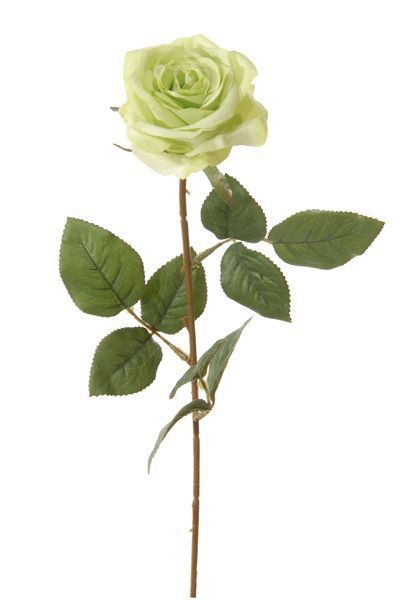 Rosa 66cm