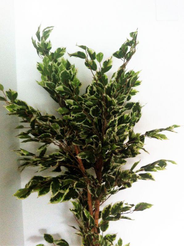 Ficus benjamina 1,68m bicolor tronco natural  sin maceta
