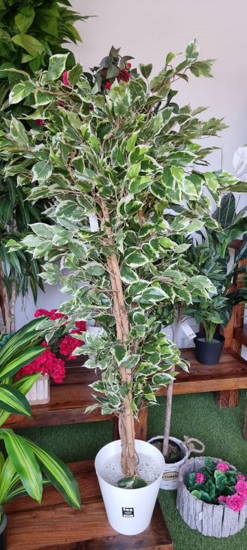 Ficus benjamina doble planta 1,68m bicolor tronco natural  con maceta
