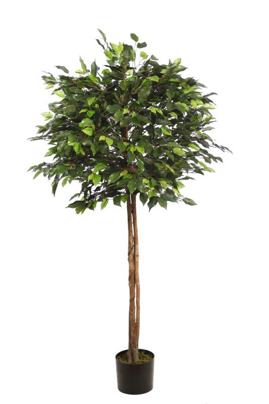 Arbol ficus copa ancha con maceta 160cm