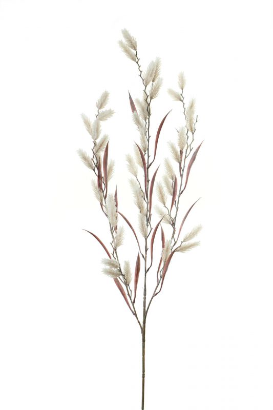 Vara de pennisetum altura 80cm color crema