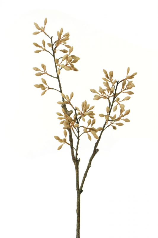 Vara de firmiana simplex altura 70cm color beige