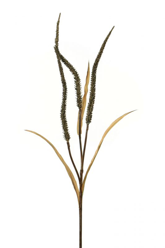 Vara de pennisetum sec altura 85cm color marron