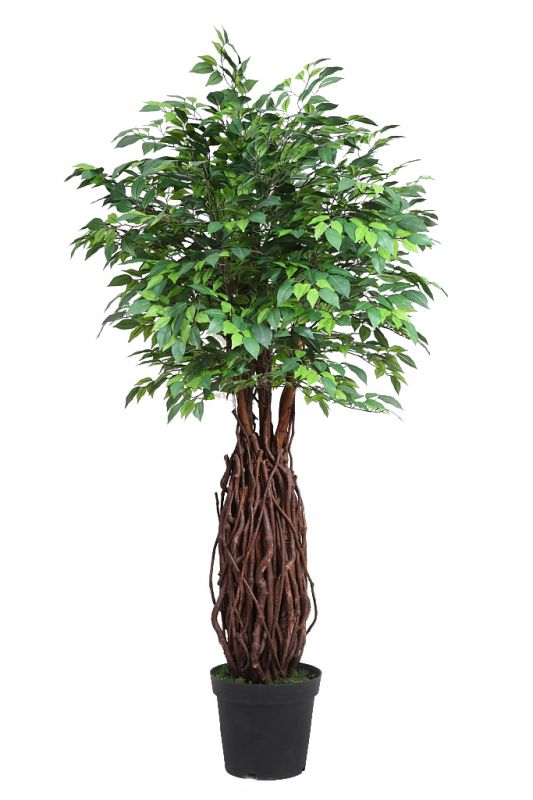 Ficus artificial tronco liana 160cm x 80cm
