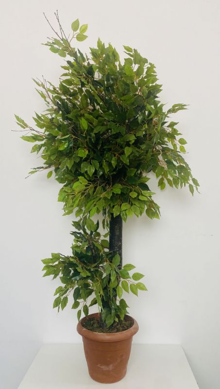 Ficus benjamina 190cm de altura y 100cm de ancho
