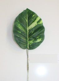 hojas verde difenbachia 20cm