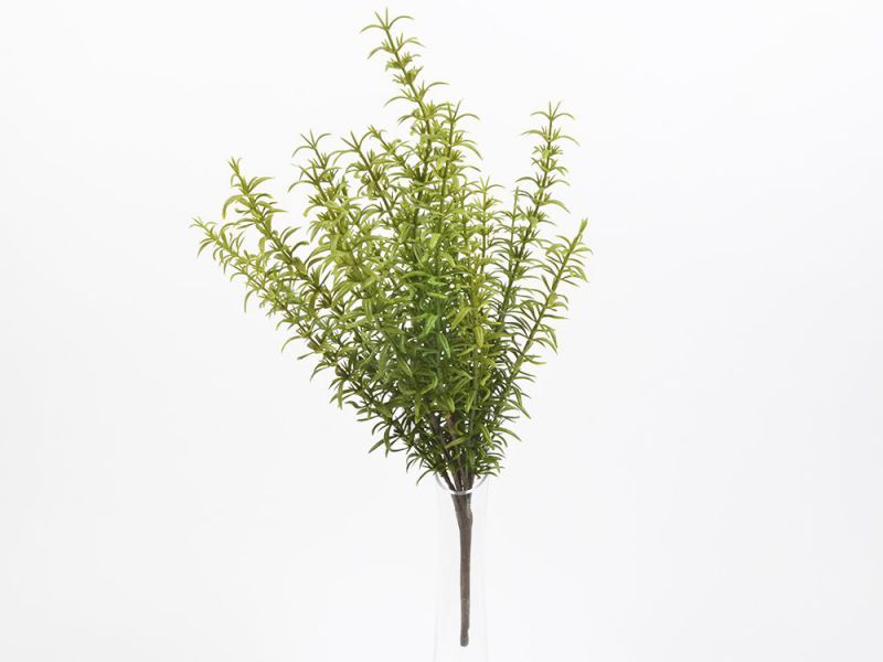 Arbusto de romero 40cm x 18