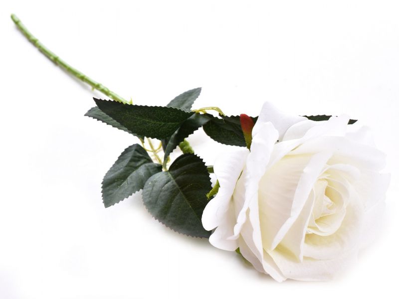 rosa spray 50cm terciopelo blanco