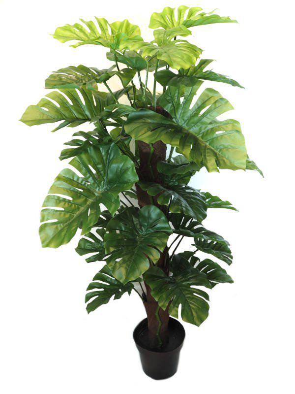 PHILODENDRON MONSTERA TUTOR ALTURA 140CM ANCH0 70CM