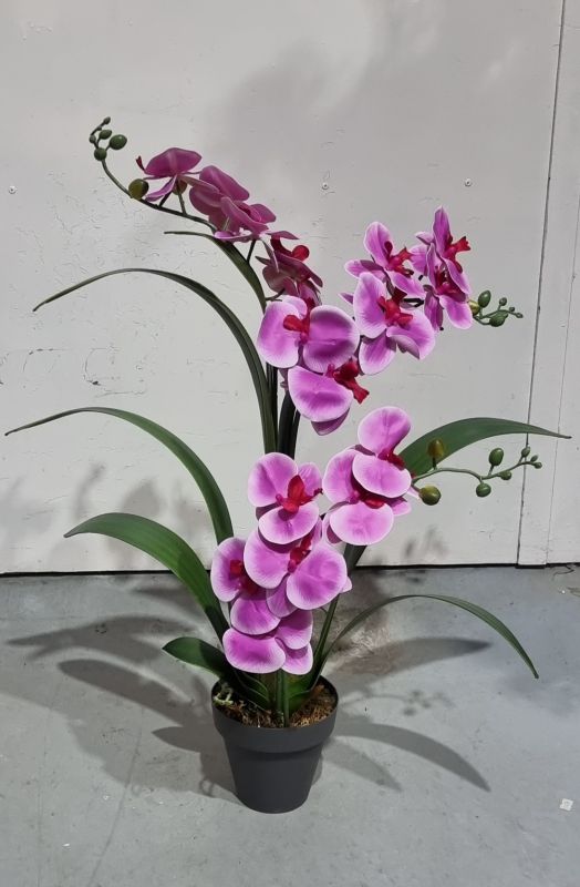 Planta de 3 orquídeas fucsia 70cm x 60cm
