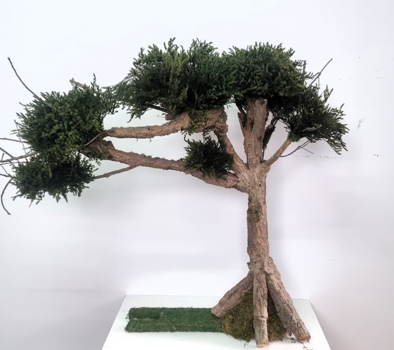 Arbol bonsai preservado 115cm de altura y 125cm de ancho