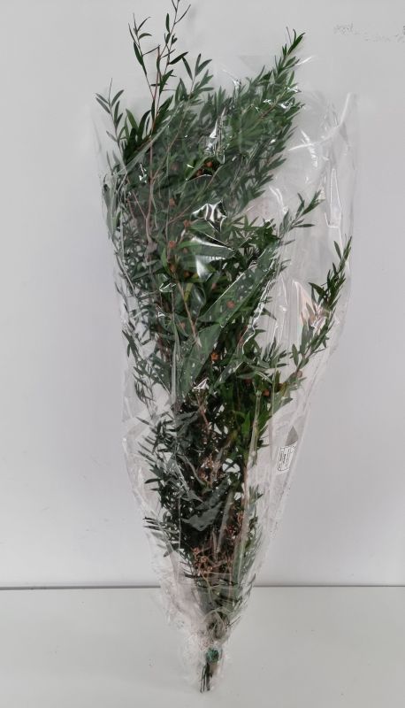 Lepto Lungifolia 40/80
